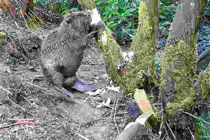 A Beaver Gnawing On A Tree Trunk, Its Sharp Teeth Clearly Visible Beavers: Gnawers Of The Northern Woods (15 Minute 330)