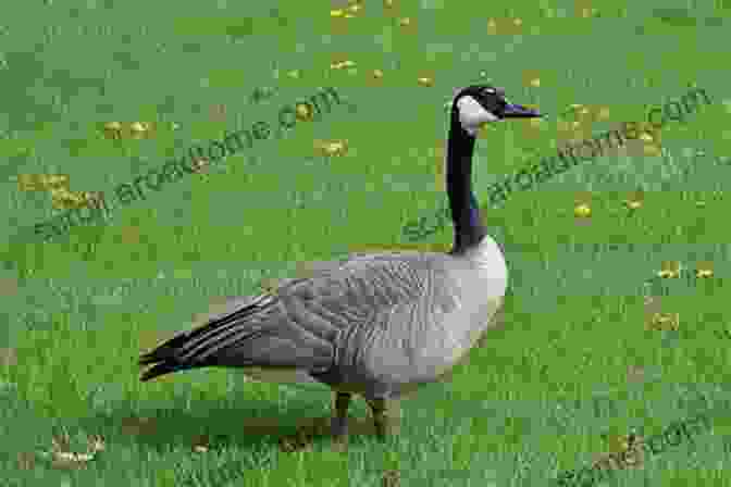 A Canada Goose Standing In A Field Storey S Illustrated Guide To Poultry Breeds: Chickens Ducks Geese Turkeys Emus Guinea Fowl Ostriches Partridges Peafowl Pheasants Quails Swans