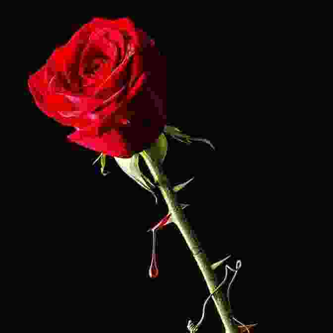 A Close Up Of A Blooming Red Rose With Its Delicate Petals And Sharp Thorns The Meaning Of Flowers: Myth Language Lore