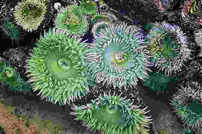 A Close Up View Of A Tide Pool, Teeming With Vibrant Sea Anemones, Starfish, And Other Marine Life. The Golden Forest: Exploring A Coastal California Ecosystem (Long Term Ecological Research)