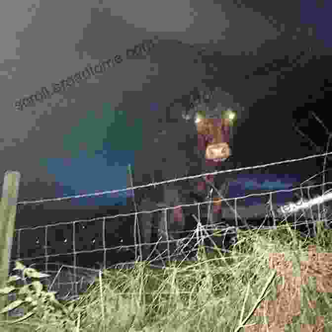 A Ghostly Image Of A Cow With Glowing Eyes And Ethereal Form, The Bell Cow Ghost Is A Symbol Of Guthrie's Eerie Heritage. Haunted Guthrie Oklahoma (Haunted America)