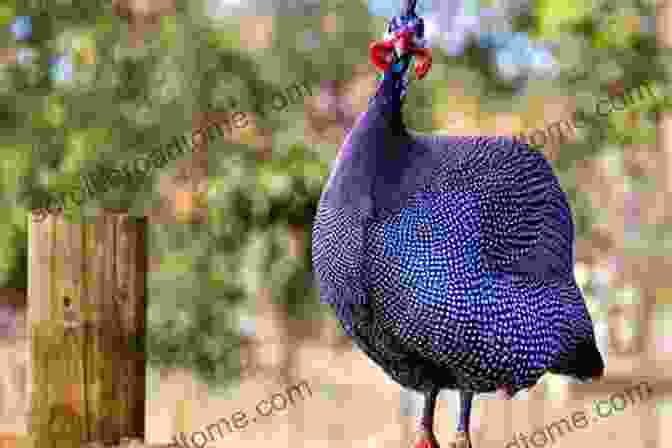 A Guinea Fowl Standing On A Fence Storey S Illustrated Guide To Poultry Breeds: Chickens Ducks Geese Turkeys Emus Guinea Fowl Ostriches Partridges Peafowl Pheasants Quails Swans