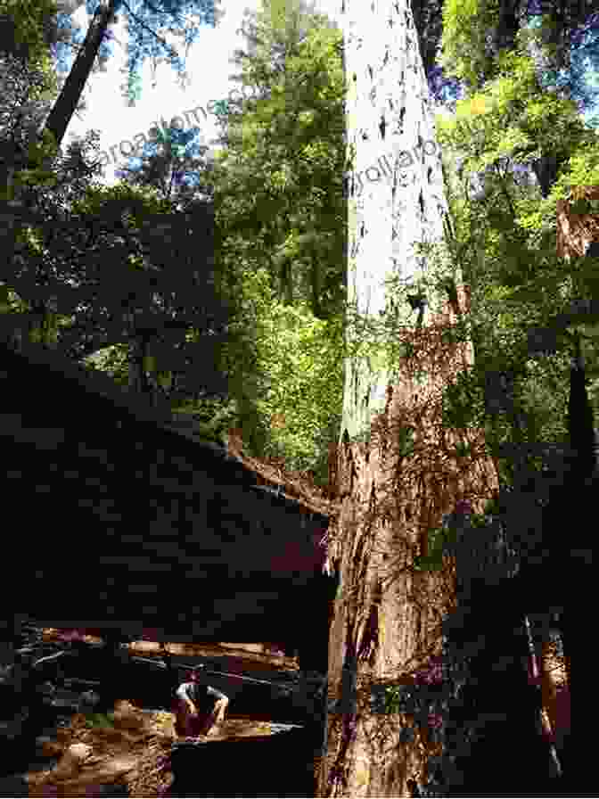 A Hiker Stands Beneath A Majestic Redwood Tree, Dwarfed By Its Colossal Size And Ancient Presence. The Golden Forest: Exploring A Coastal California Ecosystem (Long Term Ecological Research)