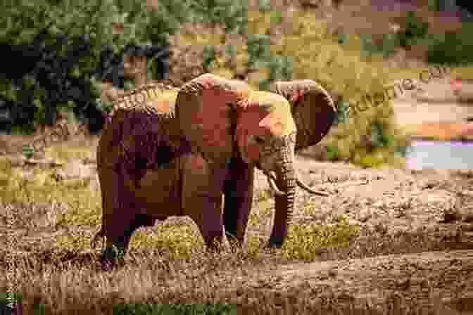 A Majestic Herd Of Elephants Roaming The Kenyan Savannah A Calf Named Brian Higgins: An Adventure In Rural Kenya