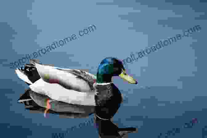 A Mallard Duck Swimming In A Pond Storey S Illustrated Guide To Poultry Breeds: Chickens Ducks Geese Turkeys Emus Guinea Fowl Ostriches Partridges Peafowl Pheasants Quails Swans