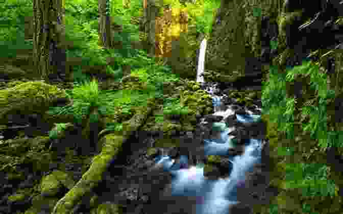 A Panoramic View Of A Lush Forest, With A Sparkling River Flowing Through It I Live In South Carolina