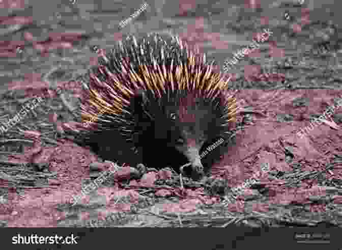 A Photograph Of An Echidna, A Spiny Anteater Native To Australia E Is For Echidna Bronwyn Bancroft