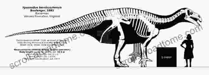 A Skeletal Reconstruction Of An Iguanodon Bernissartensis 14 Fun Facts About Iguanodon: A 15 Minute (15 Minute 10)