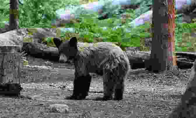 A Young Black Bear Cub Exploring The Lush Undergrowth In Yosemite National Park. Yosemite Park For Kids: A Children S USA Park With Facts