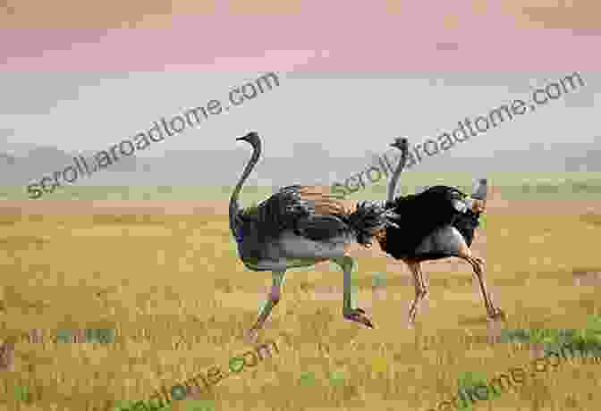 An Ostrich Running In The African Savanna Storey S Illustrated Guide To Poultry Breeds: Chickens Ducks Geese Turkeys Emus Guinea Fowl Ostriches Partridges Peafowl Pheasants Quails Swans