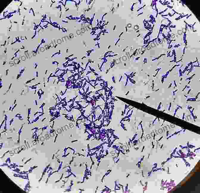 Bacillus Bacteria Under A Microscope, Showcasing Their Rod Shaped Morphology Bacilli And Agrobiotechnology (Bacilli In Climate Resilient Agriculture And Bioprospecting)