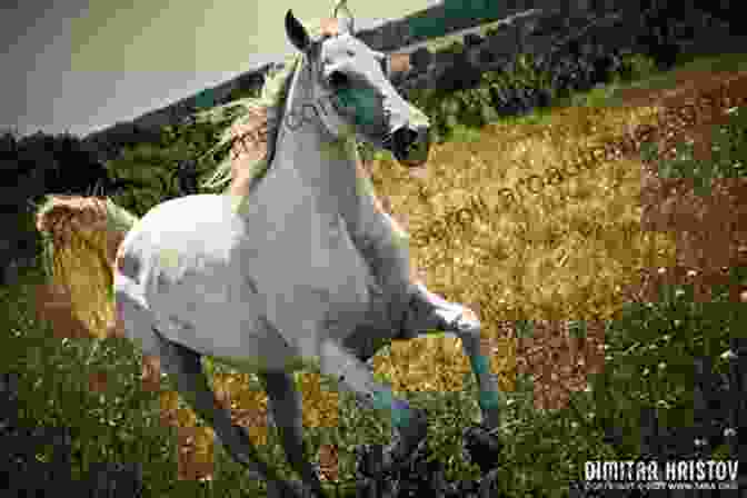 Cat White Gallops Through A Field On A Majestic Horse, Her Tiara Askew And A Mischievous Smile On Her Face Princesses Don T Wear THAT Cat White