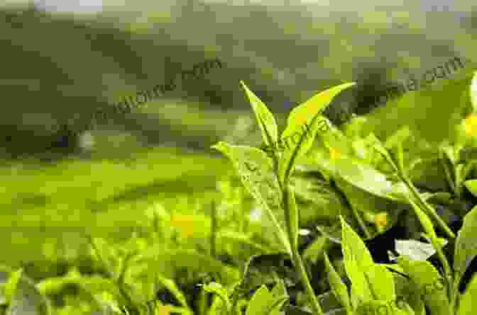 Close Up Of A Tea Plant With Delicate Leaves Homegrown Tea: An Illustrated Guide To Planting Harvesting And Blending Teas And Tisanes