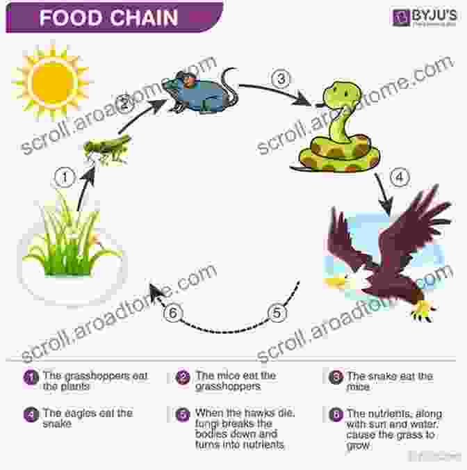 Diagram Depicting The Interconnected Food Web Of The Oregon Coast Ecosystem The View From Cascade Head: Lessons For The Biosphere From The Oregon Coast