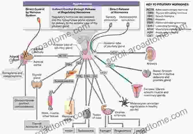 Diagram Illustrating The Intricate Network Of Hormones And Their Effects On The Body Weight And Women: Win Your Genes Metabolism And Hormones And Never Diet Again