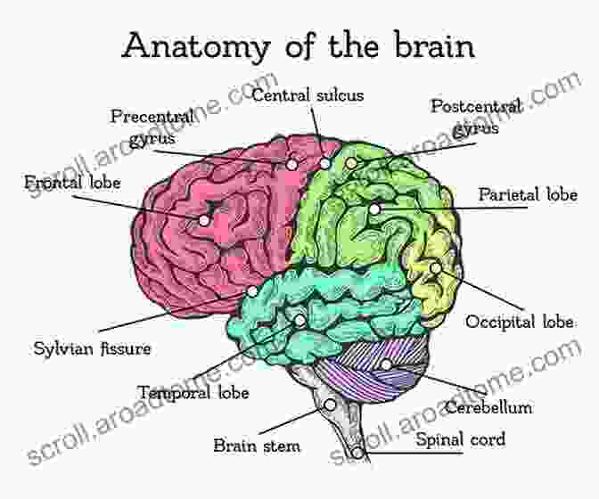 Diagram Of The Human Brain, Showcasing Its Intricate Structure And Organization Developmental Neuropsychology: A Clinical Approach (Brain Behaviour And Cognition)