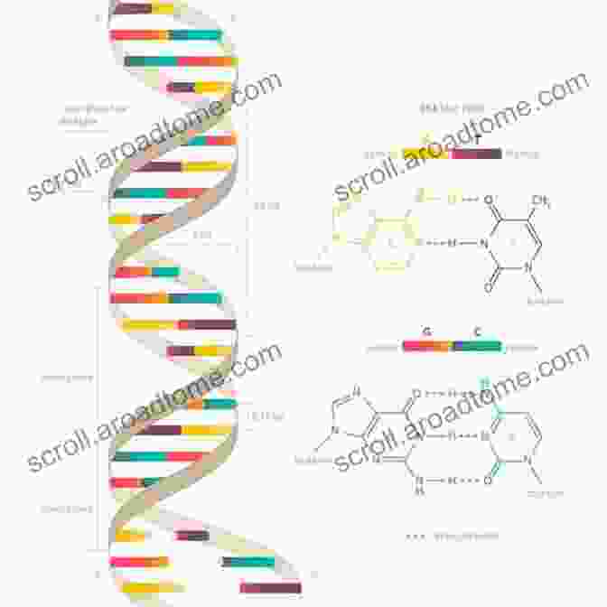 Double Helix Structure Of DNA, The Blueprint Of Life Medical Genetics At A Glance