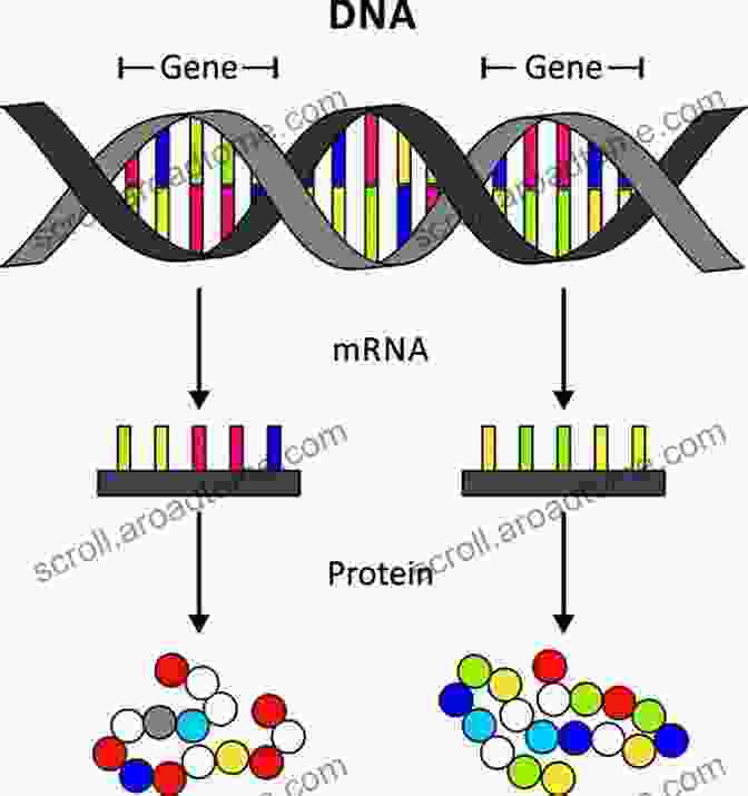 Genetic Code Revealing The Blueprint Of An Individual's Traits And Characteristics Weight And Women: Win Your Genes Metabolism And Hormones And Never Diet Again