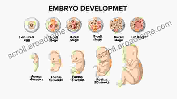 Image Of Prenatal Development Stages From Zygote To Fetus Human Growth And Development Across The Lifespan: Applications For Counselors