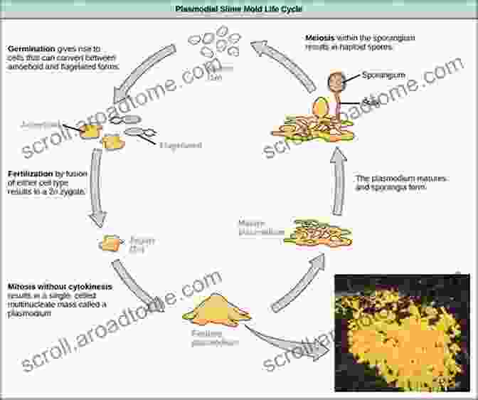 Life Cycle Of Pathogenic Protists In Humans Lifecycles Of Pathogenic Protists In Humans (Microbiology Monographs 35)