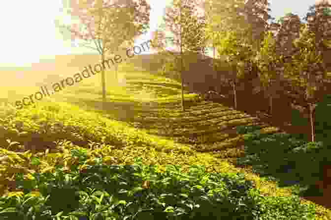 Lush Tea Plantation Under The Golden Rays Of Sunrise Homegrown Tea: An Illustrated Guide To Planting Harvesting And Blending Teas And Tisanes