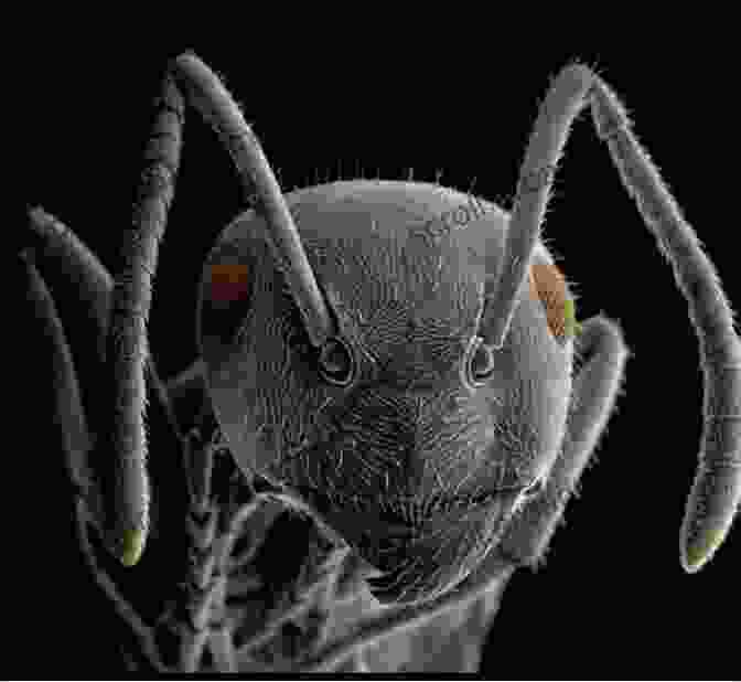 Microscopic View Of An Ant Don T Step On The Ant : Why Insects And Bugs Are Important (Love Bugs Animals 1)