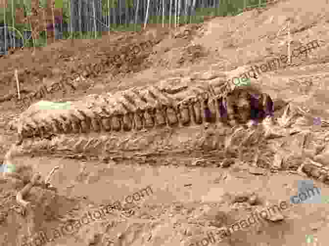 Paleontologists Excavating A Dinosaur Fossil In Alberta The Dinosaur Encounter: The Alberta Episode