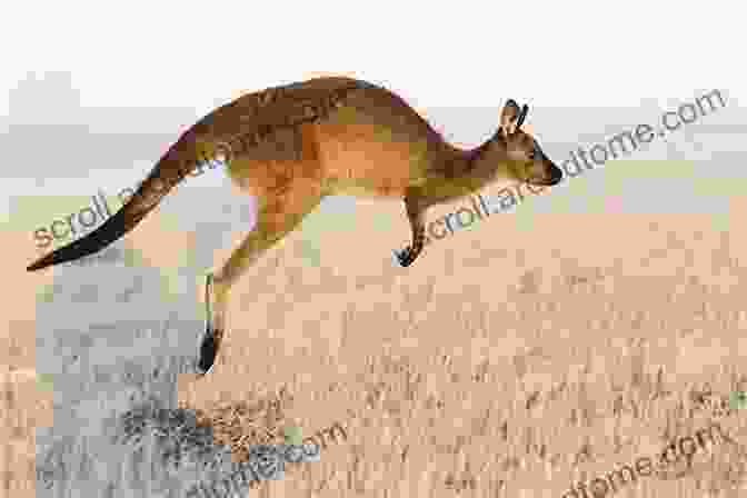 Photo Of A Kangaroo Hopping Through A Field An Australian 1 2 3 Of Animals Bronwyn Bancroft