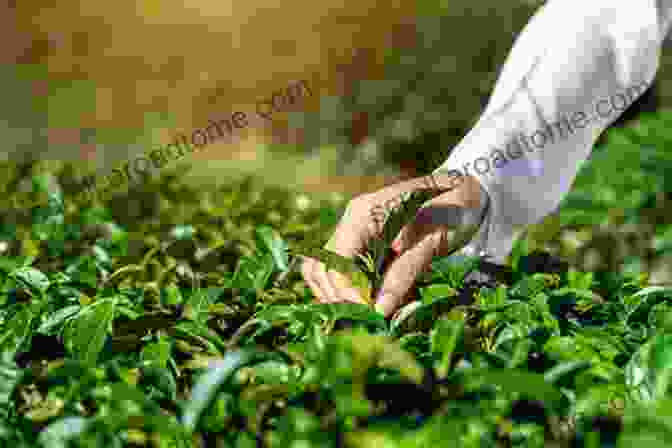 Tea Farmers Handpicking Tea Leaves During The Harvest Season Homegrown Tea: An Illustrated Guide To Planting Harvesting And Blending Teas And Tisanes