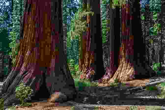 The Mariposa Grove, Home To A Collection Of Giant Sequoia Trees, Towering Over The Forest Floor In Yosemite National Park. Yosemite Park For Kids: A Children S USA Park With Facts