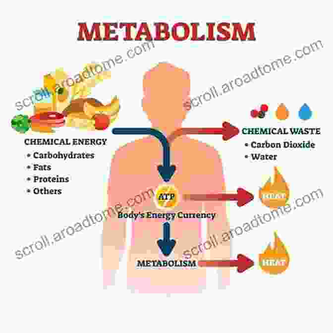 Visual Representation Of The Metabolic Processes Occurring Within The Body Weight And Women: Win Your Genes Metabolism And Hormones And Never Diet Again