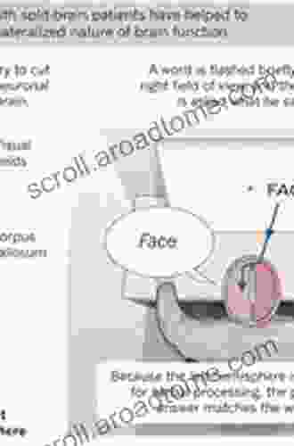 The Patient s Brain: The neuroscience behind the doctor patient relationship