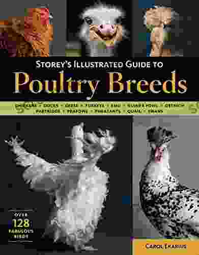 Storey S Illustrated Guide To Poultry Breeds: Chickens Ducks Geese Turkeys Emus Guinea Fowl Ostriches Partridges Peafowl Pheasants Quails Swans